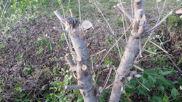 ５月のシルバープリペット 生垣 挿し木 枯れた 芽吹いた 72ログ