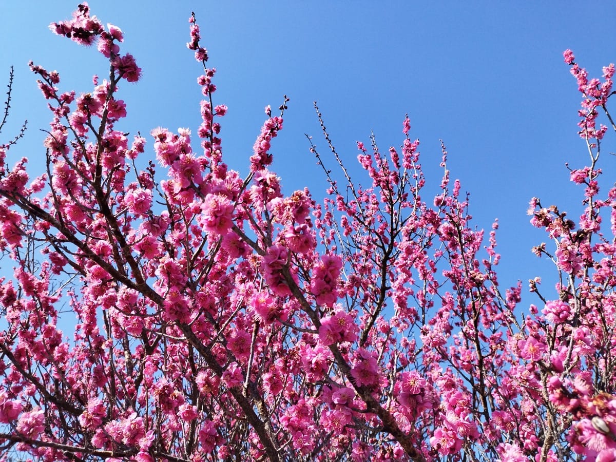 ２月の桜