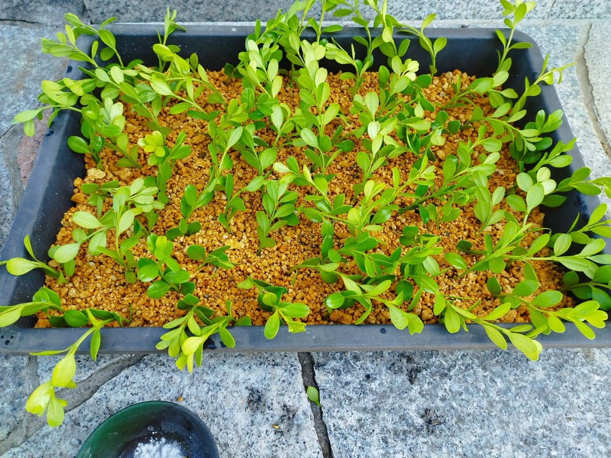 挿し木ボックスウッド