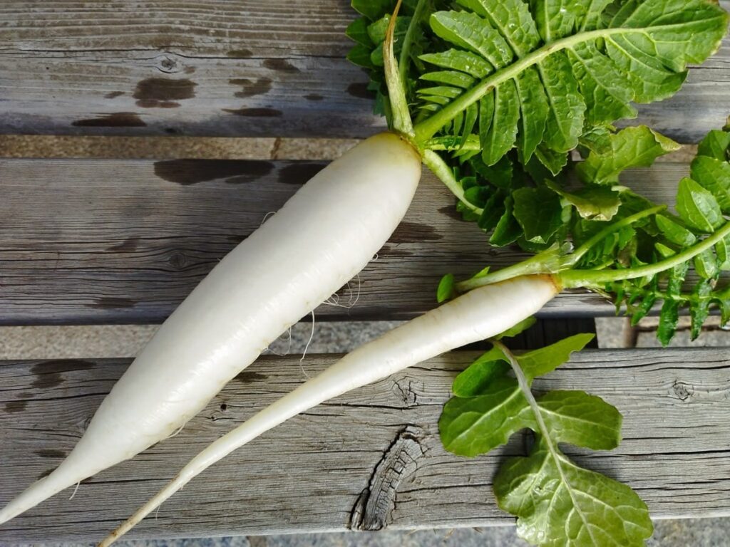 大根の種まき時期遅れ