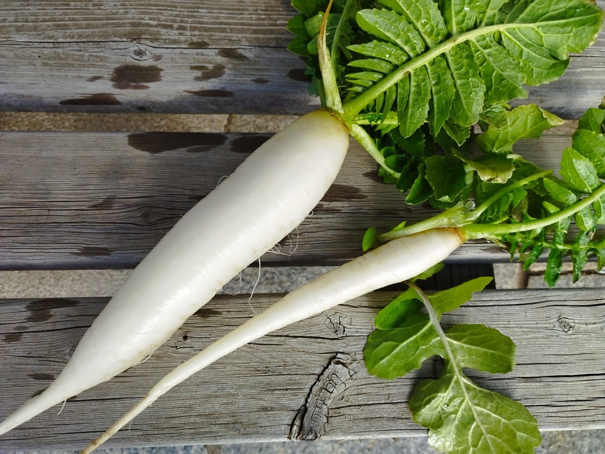 大根の種まき時期遅れ